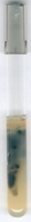 SULFITE IRON AGAR BASE FOR MICROBIOLOGY